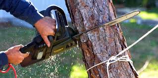 Best Stump Grinding and Removal  in Belfast, ME