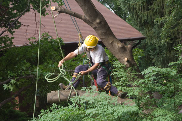 Professional Tree Care in Belfast, ME
