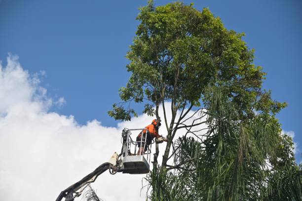 Best Fruit Tree Pruning  in Belfast, ME