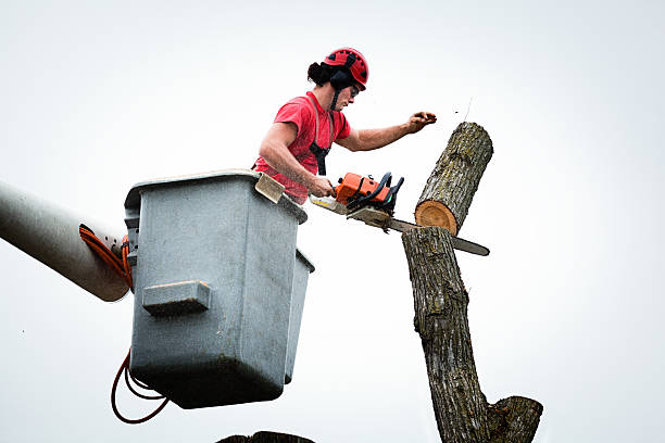 Best Tree Risk Assessment  in Belfast, ME