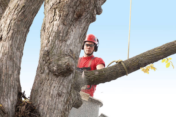 How Our Tree Care Process Works  in  Belfast, ME